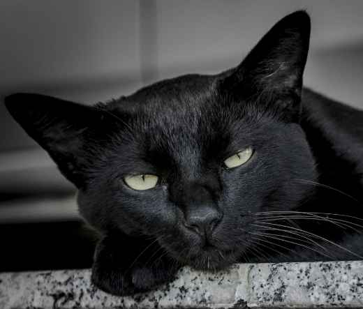 Picture for category Feline Accessories